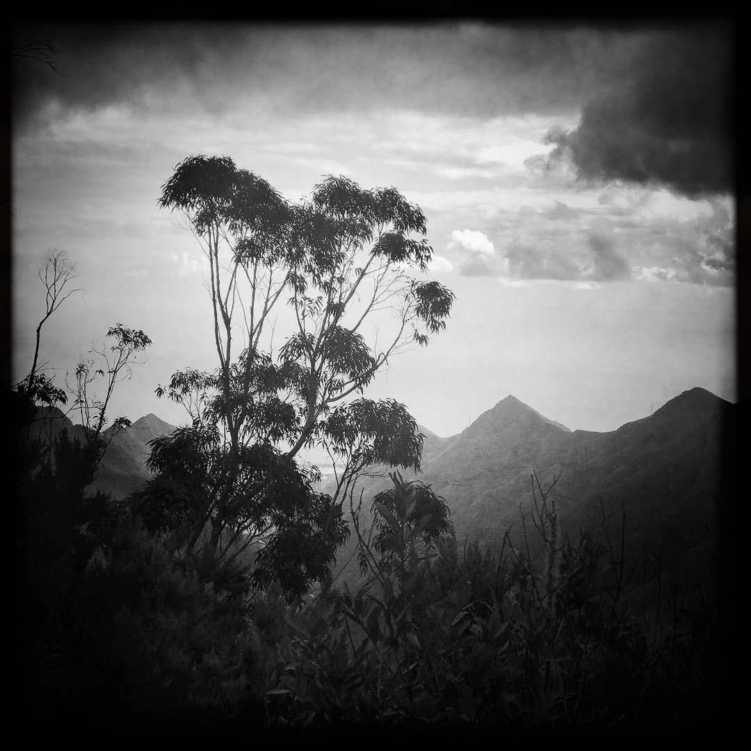 Lorbeerwald Anaga, Teneriffa. Die Seele der Landschaft.