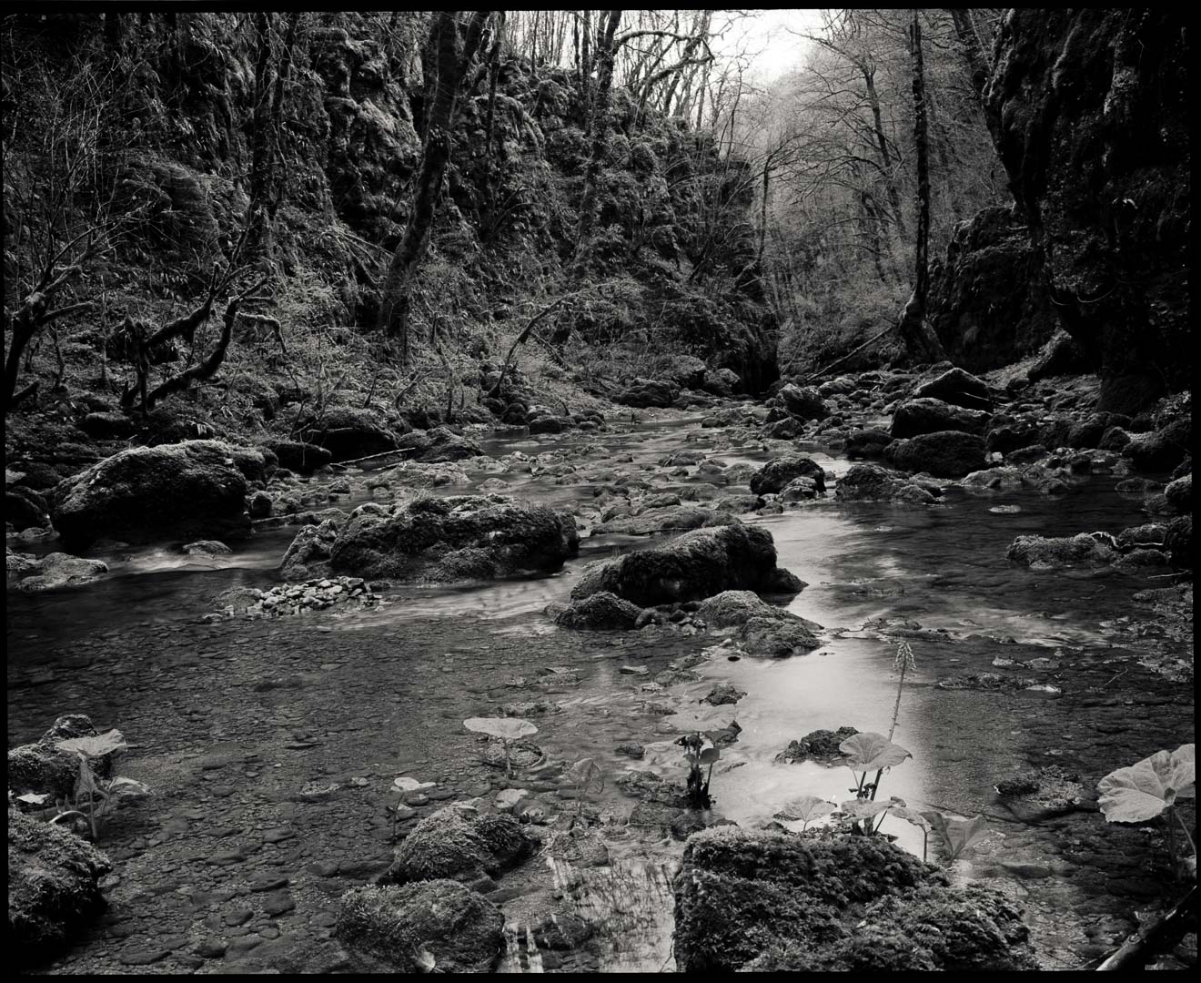 Puristische Landschaften - Ravin du Puits Noir, Franche-Comté, Frankreich. Linhof Technika mit Apo-Symmar L 5,6/150