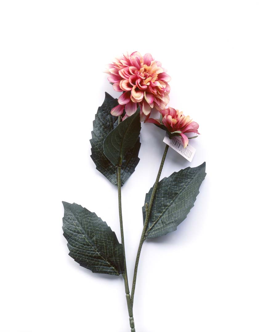 Astern aus der Serie Kunst:Blumen. Aufnahme auf Fujifilm Velvia 4x5 mit Sinar P2 und Rodenstock Apo-Macro Sironar 5,6/180