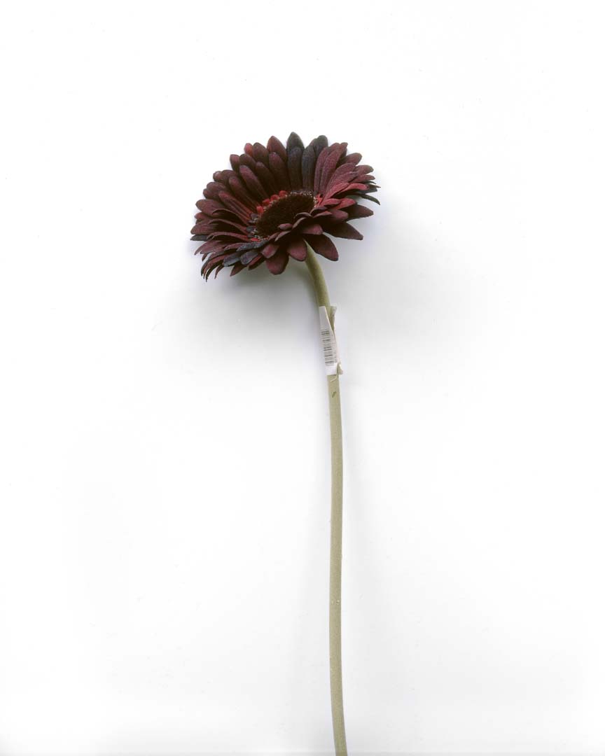 Gerbera aus der Serie Kunst:Blumen. Aufnahme auf Fujifilm Velvia 4x5 mit Sinar P2 und Rodenstock Apo-Macro Sironar 5,6/180