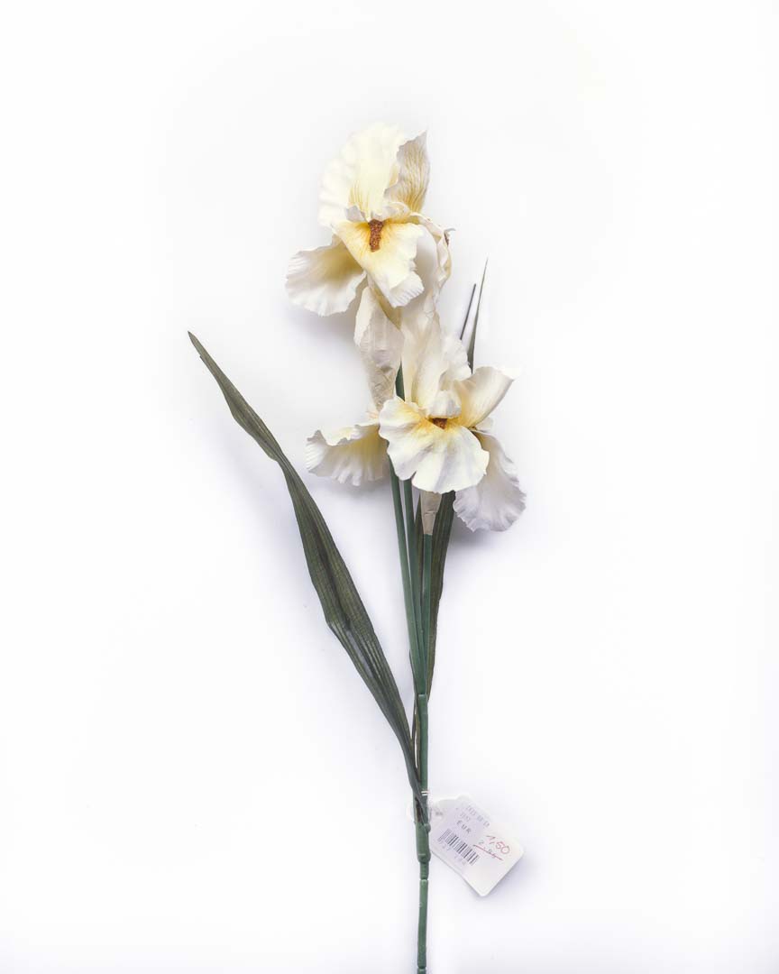 Iris aus der Serie Kunst:Blumen. Aufnahme auf Fujifilm Velvia 4x5 mit Sinar P2 und Rodenstock Apo-Macro Sironar 5,6/180