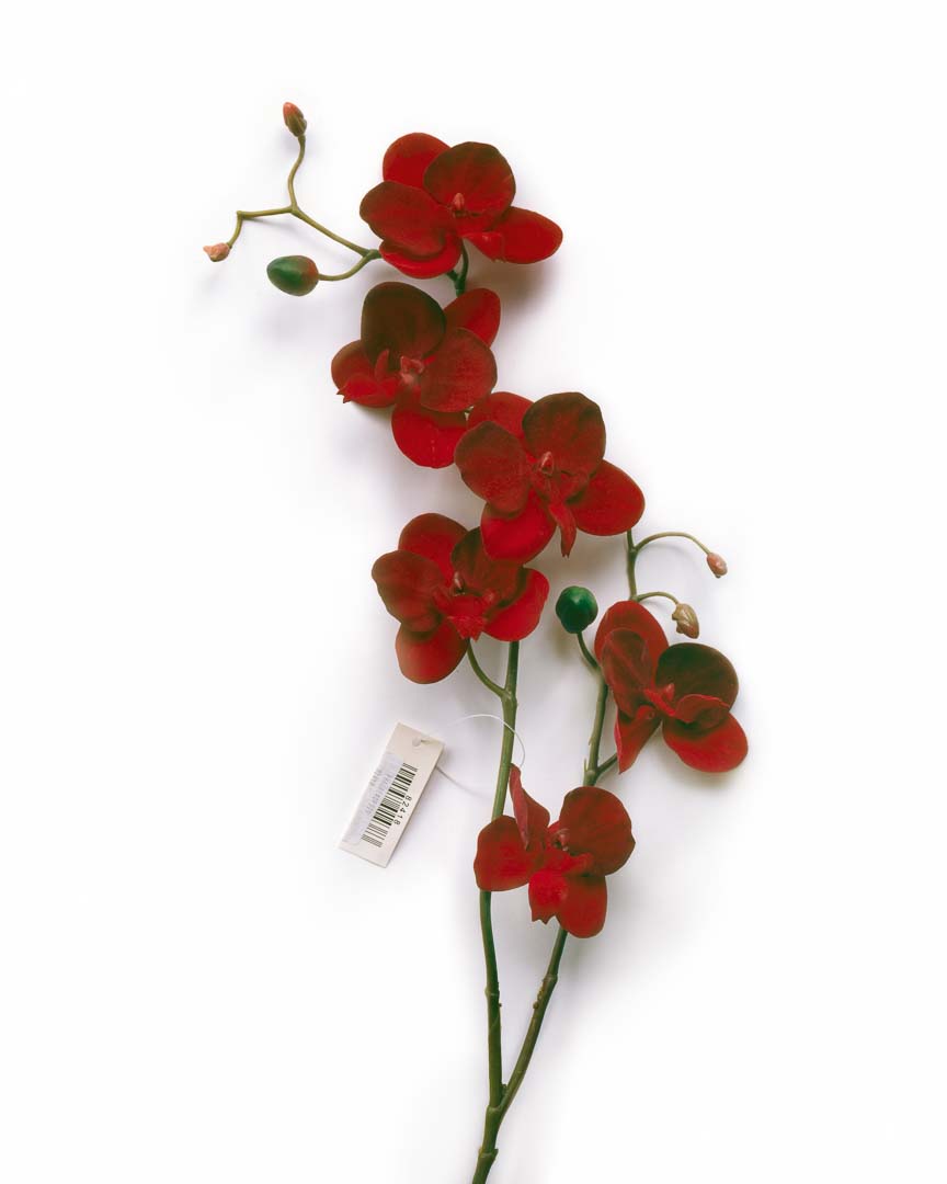 Phalaenopsis aus der Serie Kunst:Blumen. Aufnahme auf Fujifilm Velvia 4x5 mit Sinar P2 und Rodenstock Apo-Macro Sironar 5,6/180