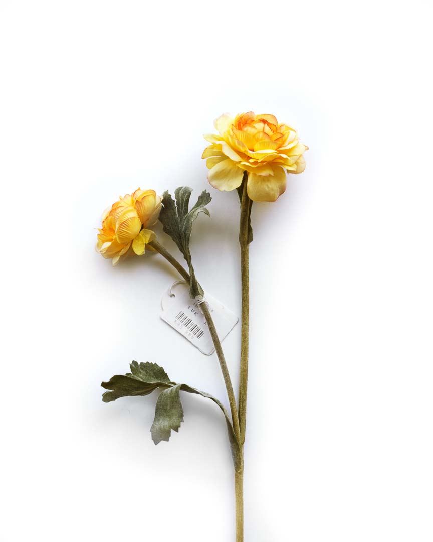 Ranunkeln aus der Serie Kunst:Blumen. Aufnahme auf Fujifilm Velvia 4x5 mit Sinar P2 und Rodenstock Apo-Macro Sironar 5,6/180