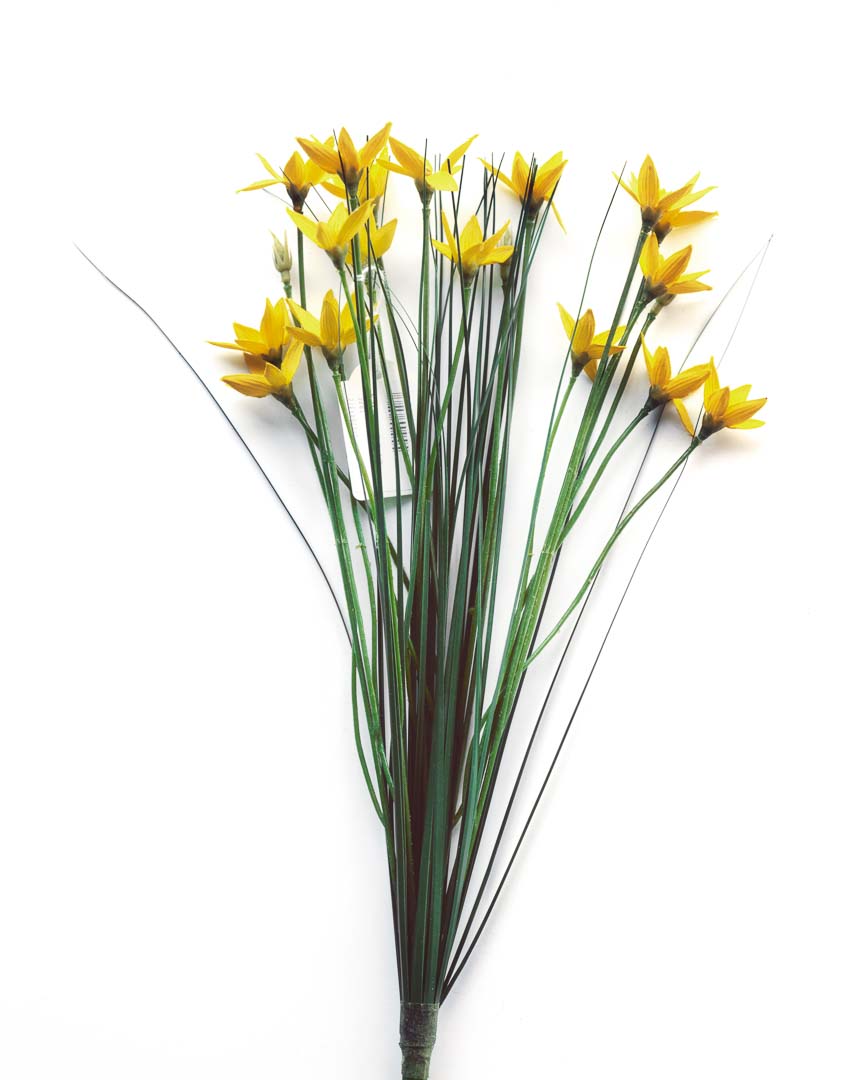 Sternblume aus der Serie Kunst:Blumen. Aufnahme auf Fujifilm Velvia 4x5 mit Sinar P2 und Rodenstock Apo-Macro Sironar 5,6/180